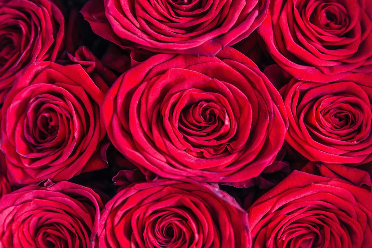plant red roses rose
