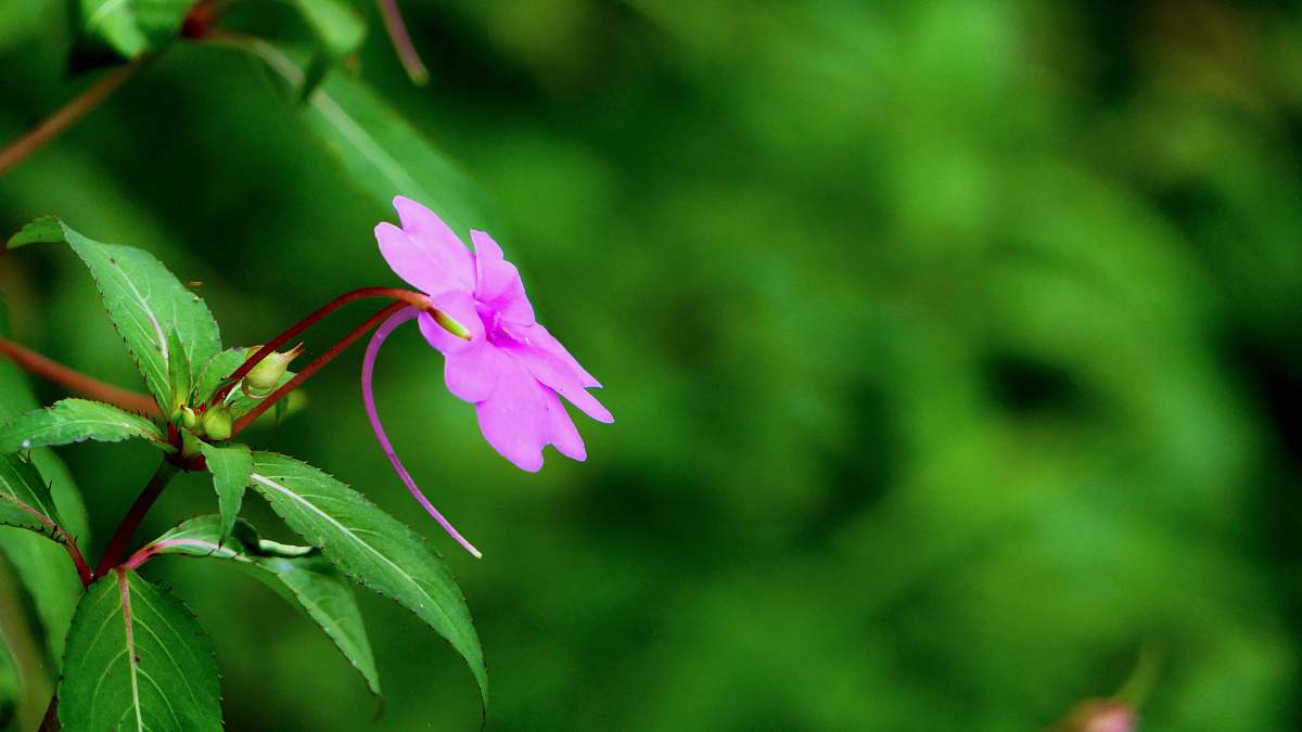 flower selective focus photo of purple flower geranium
