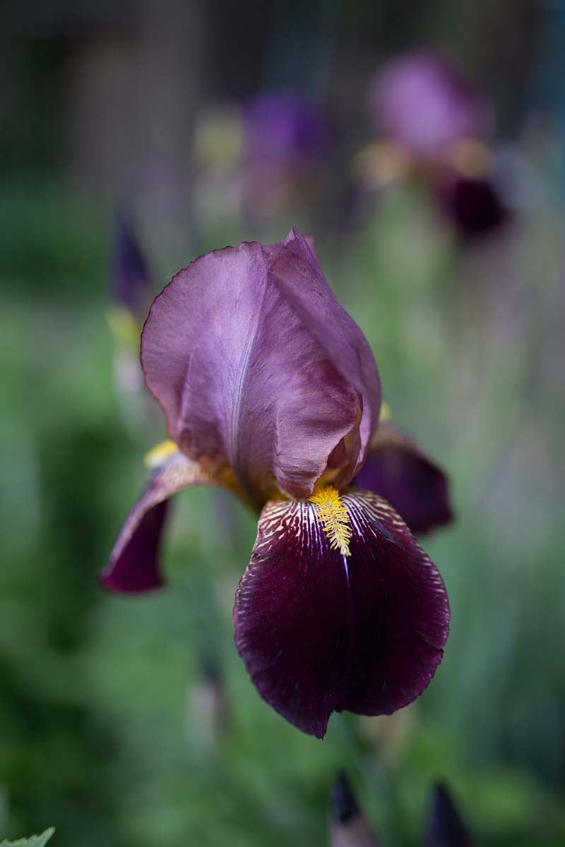 flower selective focus photography of purple orchid flower plant