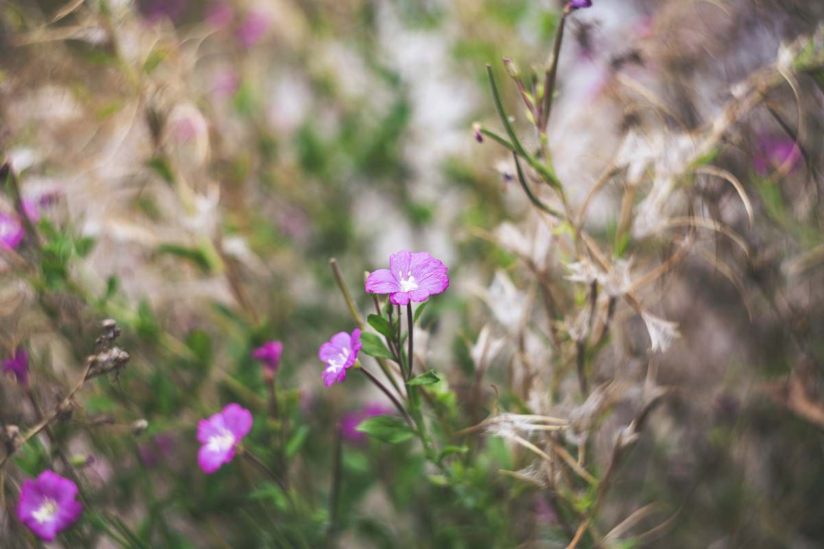 flower selective focus photography of purple petaled flowers geranium