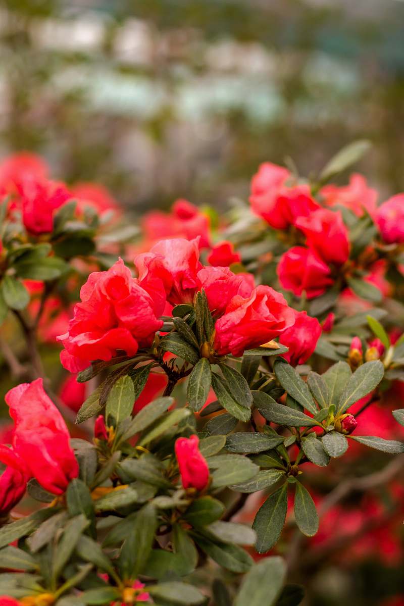 flower selective focus photography of red flowers plant
