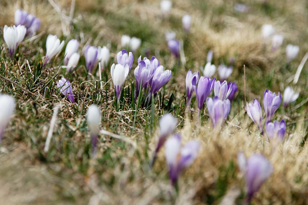 flower selective focus photography of white and purple petaled flowers during daytime crocus