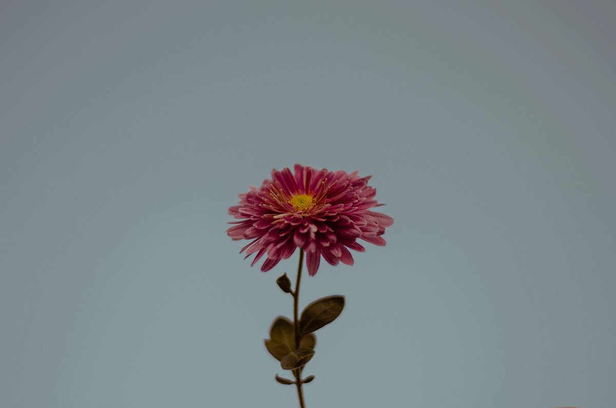 flower shallow focus photo of pink flower dahlia