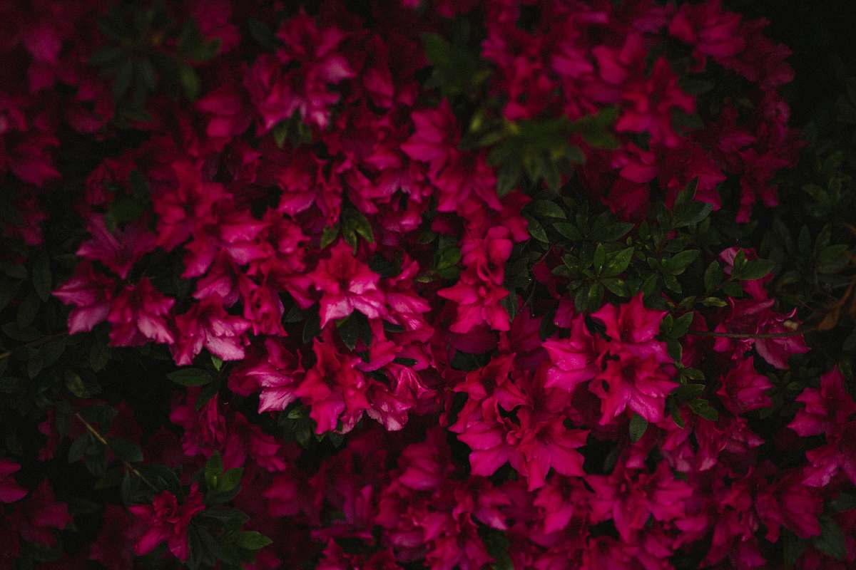 plant shallow focus photo of purple flowers geranium