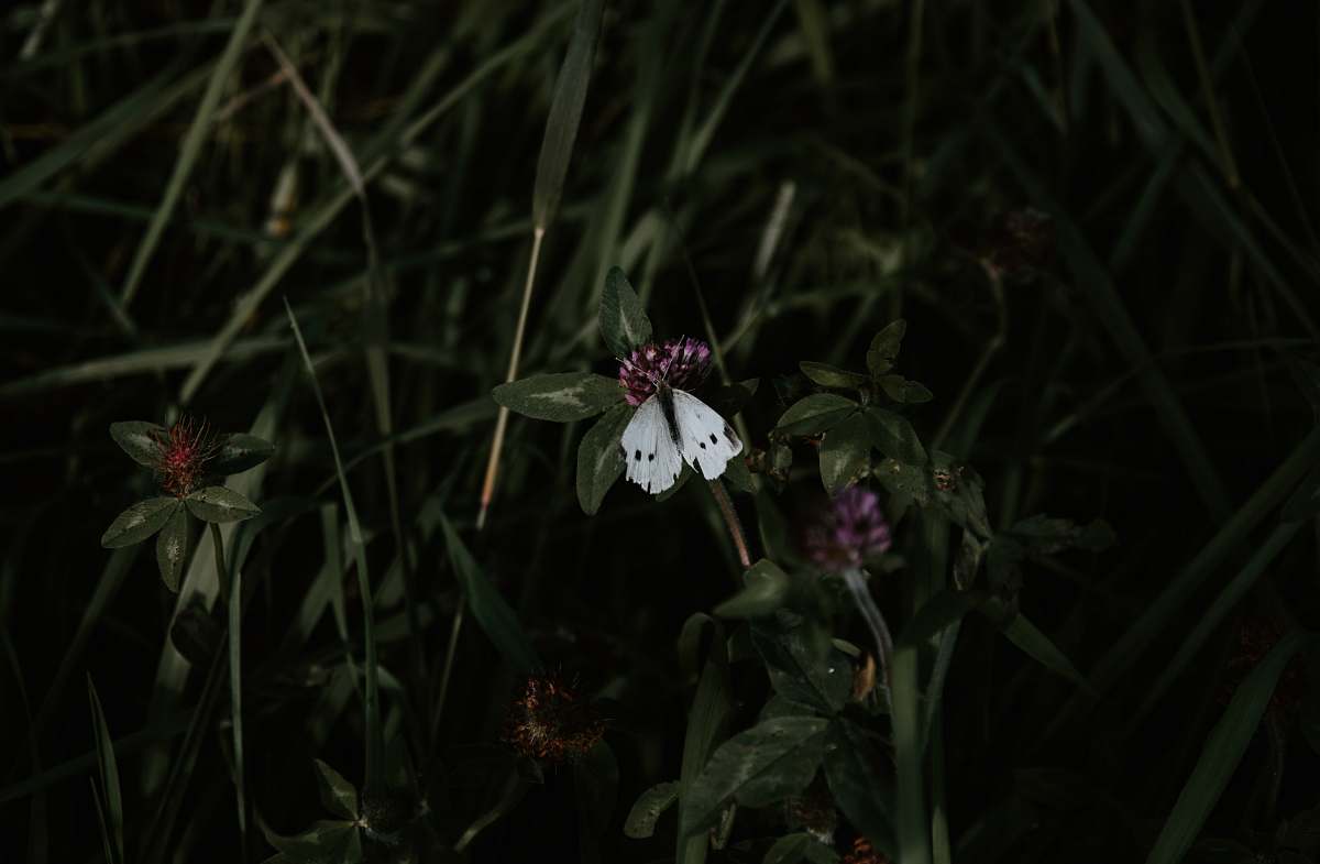 flower white butterfly on flowers plant