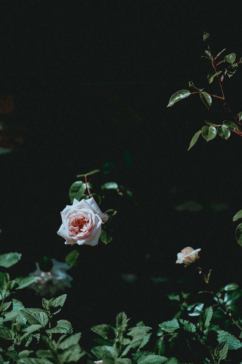 flower white flower rose