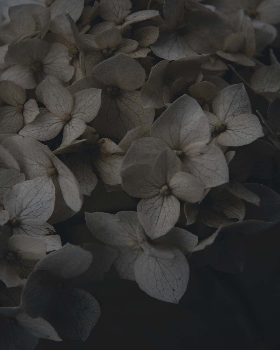 flower white petaled flowers plant