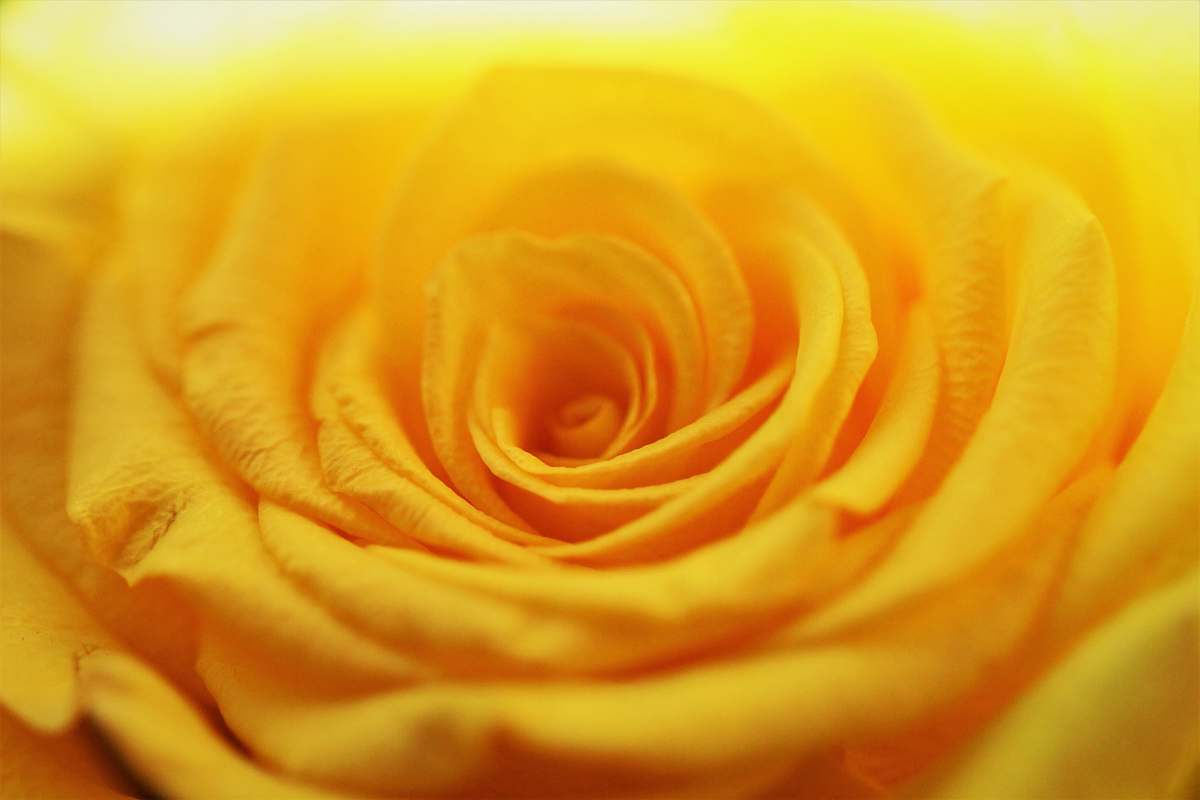 flower yellow flower in macro photography plant