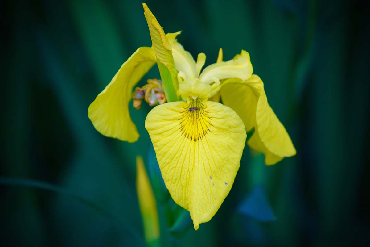 flower yellow petaled flower iris
