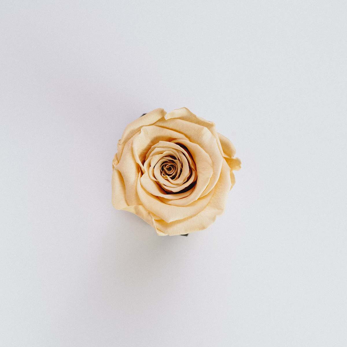 flower yellow rose flower rose
