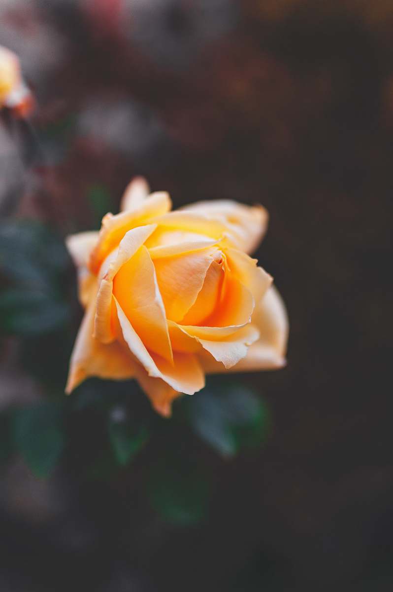 flower yellow rose plant