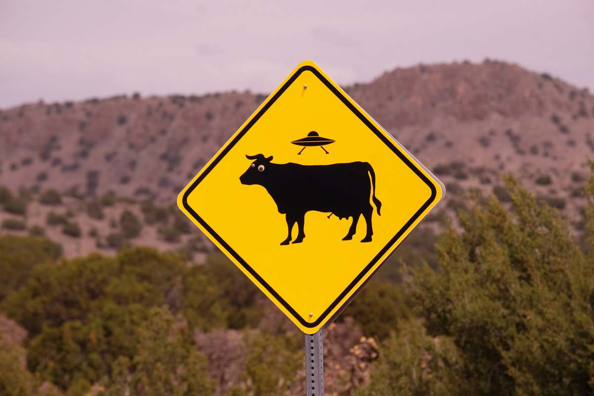 cattle no bull road sign animal
