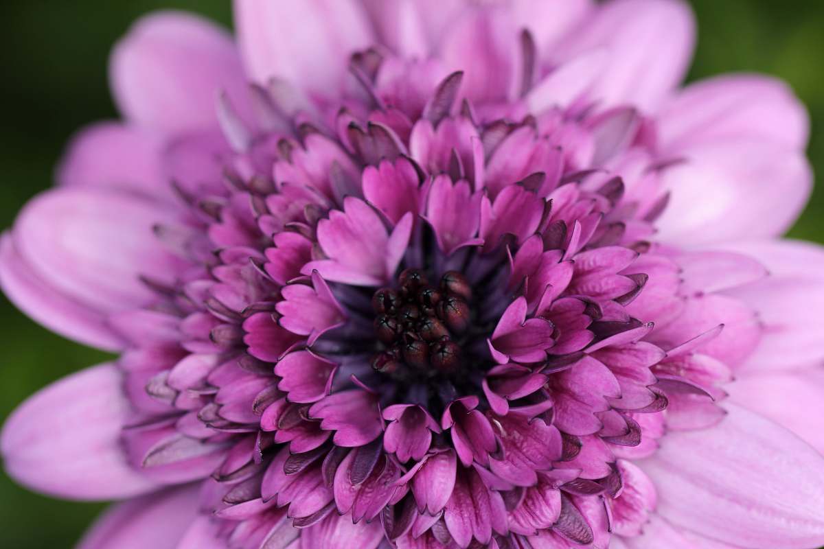 flower selective focus photo of gerbera flower blossom