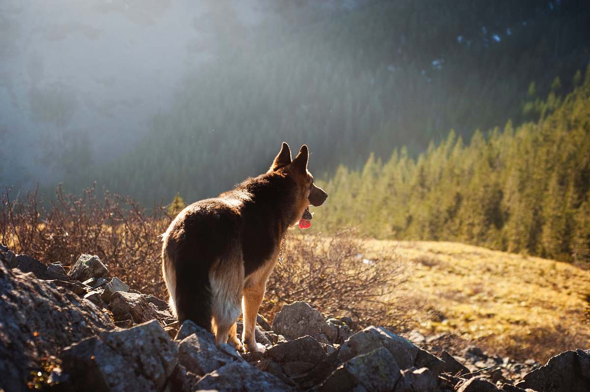 pet brown dog standing on gray rocks canine