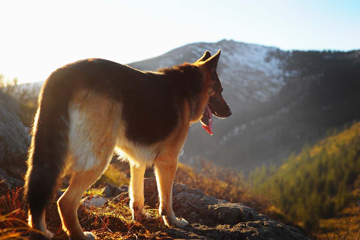 pet German shepherd standing on mountain canine
