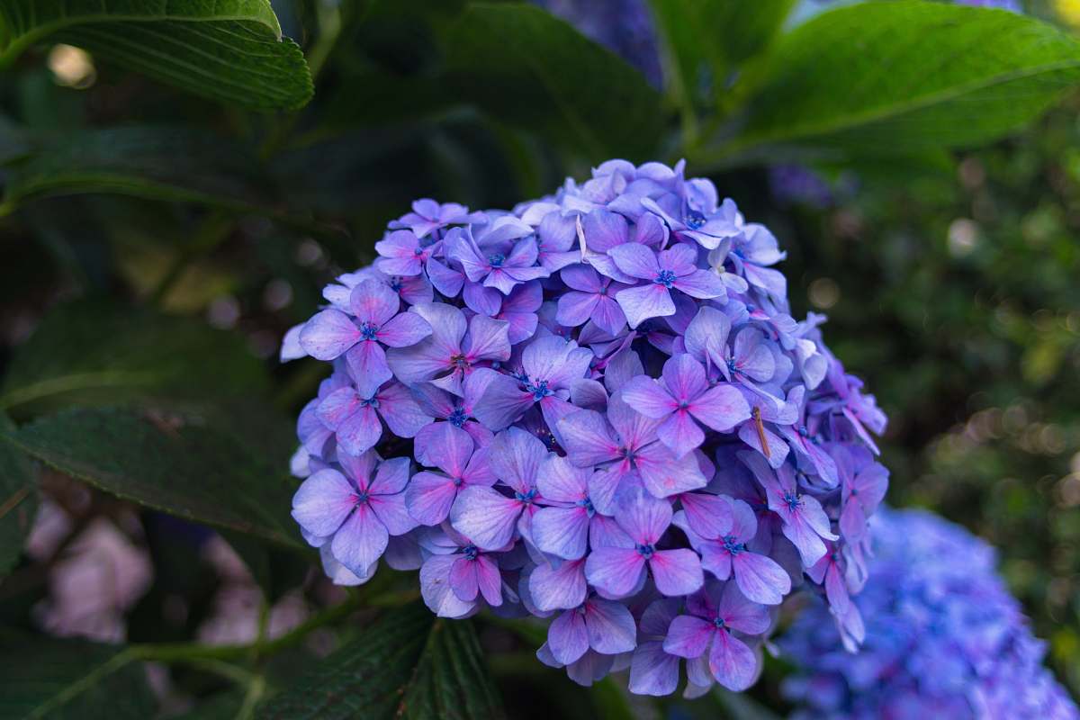 blossom  plant