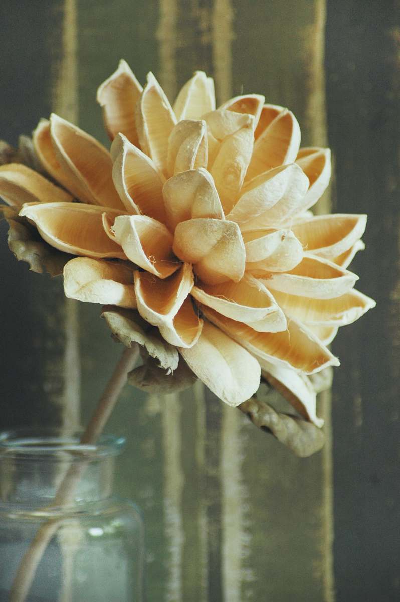 blossom beige-petaled flower dahlia