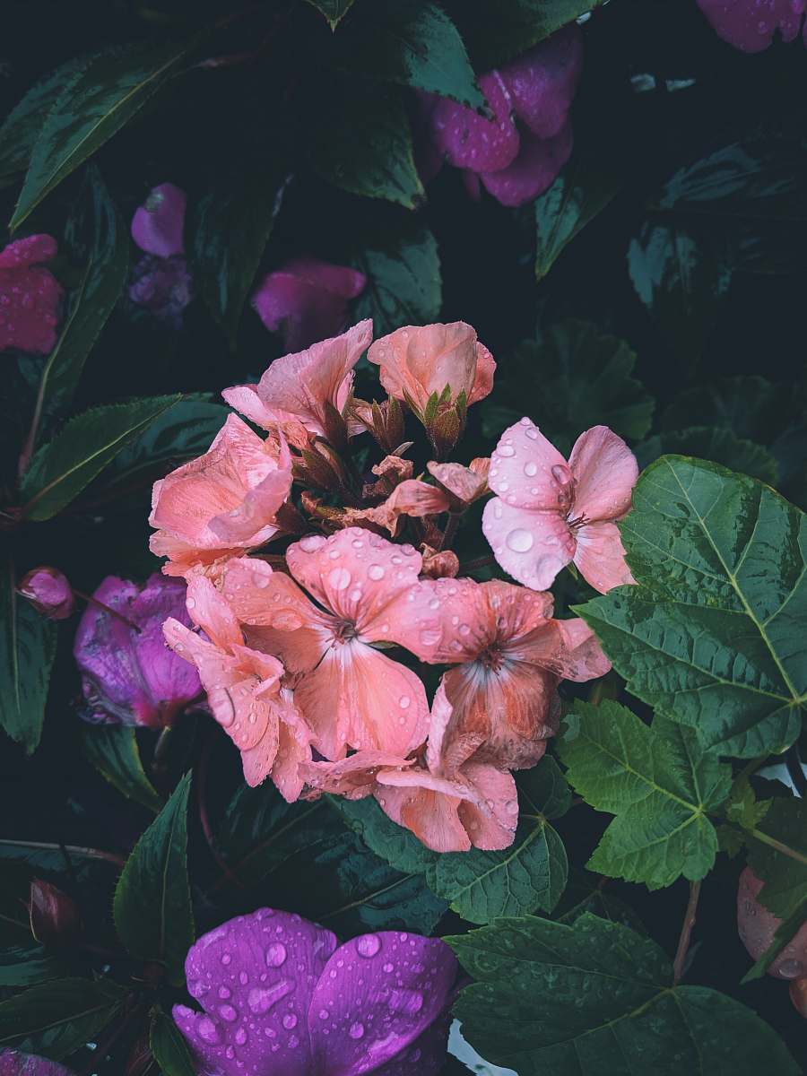 blossom blooming pink flowers geranium