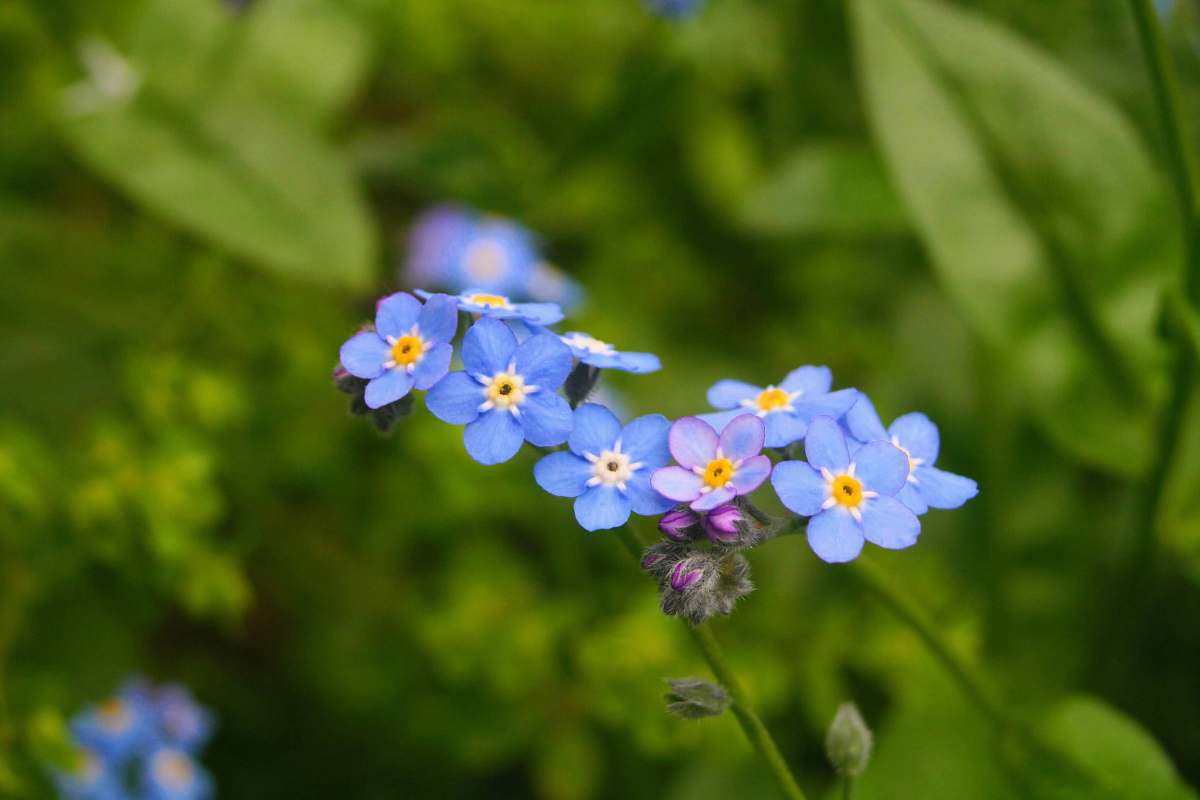 blossom blue flowers in bloom geranium