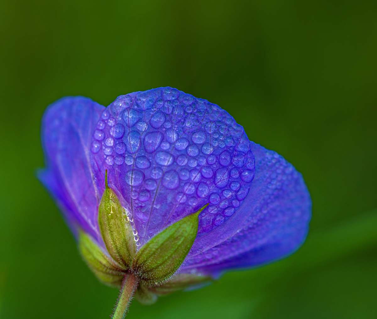 blossom blue petaled flower geranium