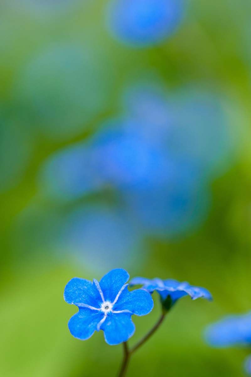 plant blue petaled flower geranium
