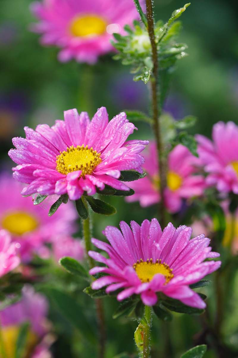 plant bokeh photography of two purple daisies flora