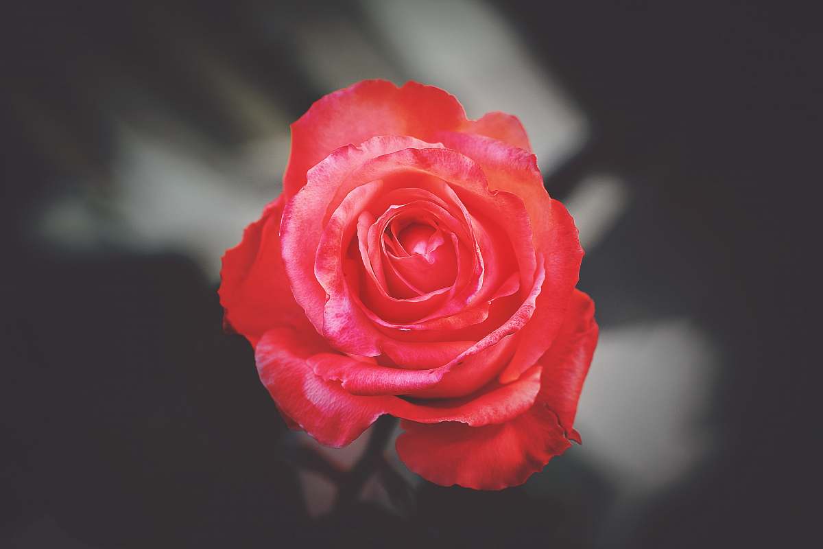 rose close photography of red rose morocco