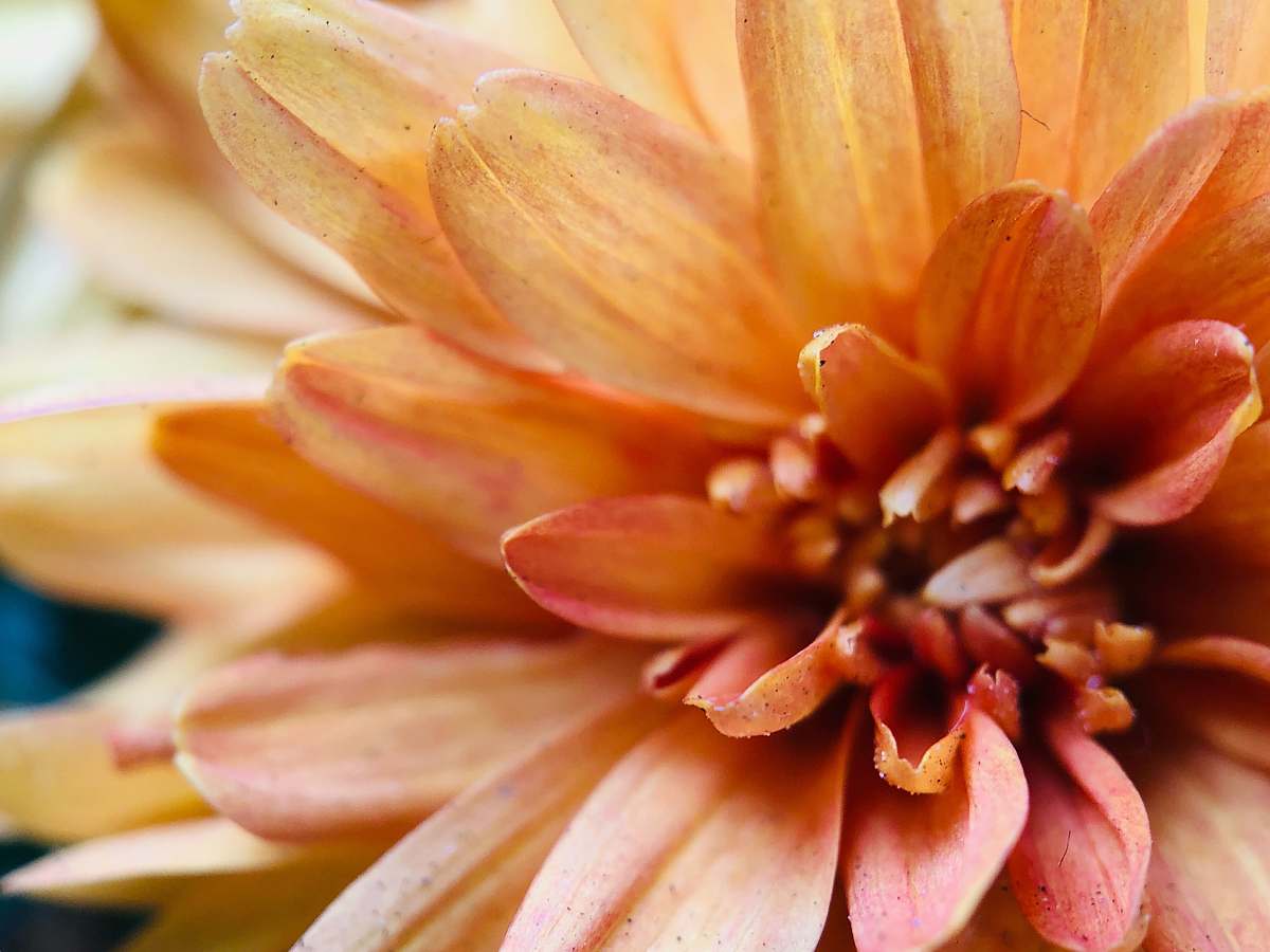 blossom close-up photography of orange-petaled flower plant