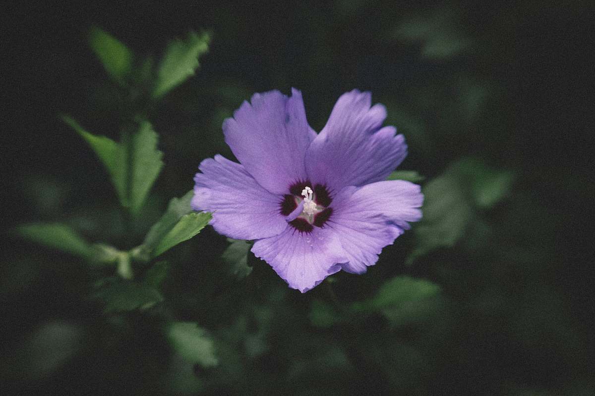 blossom close up photography of purple flower geranium