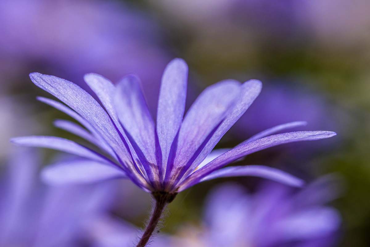 plant close-up photography of purple petal flower geranium