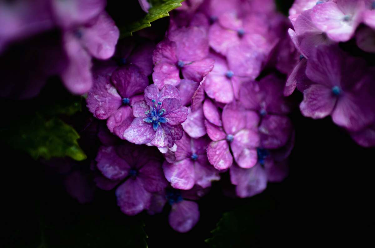plant close-up photography of purple petaled flower blossom