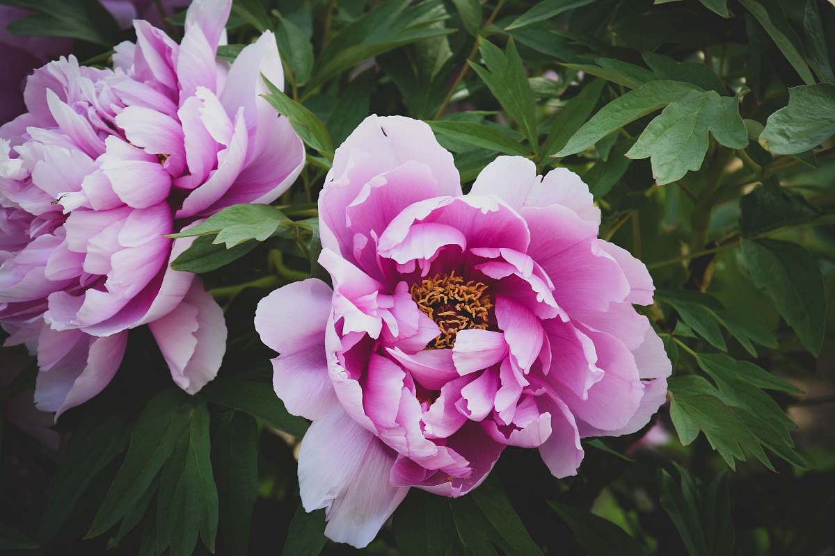 peony closeup photo of pink cluster flowers plant