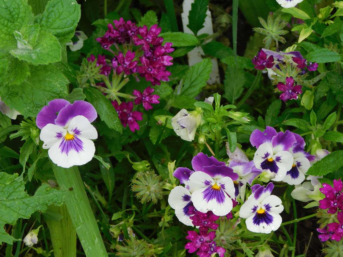 geranium closeup photo of purple-and-white flowers blossom