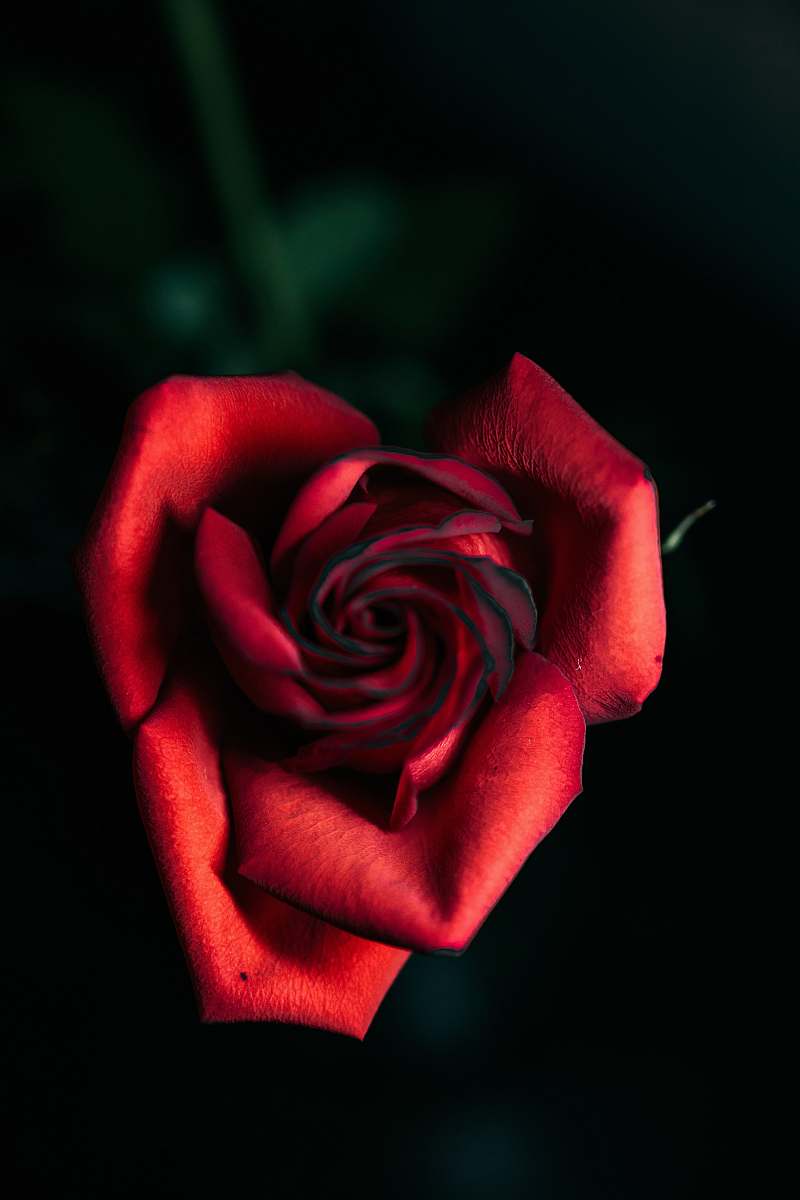 plant closeup photo of red rose flower rose