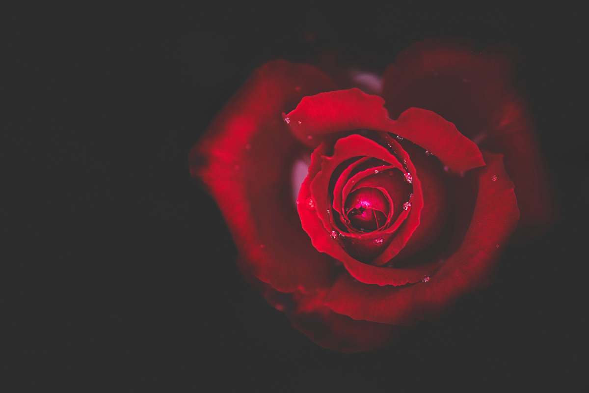 flora closeup photo of red rose in bloom rose