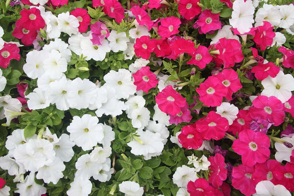 blossom closeup photo of white and purple flowers geranium
