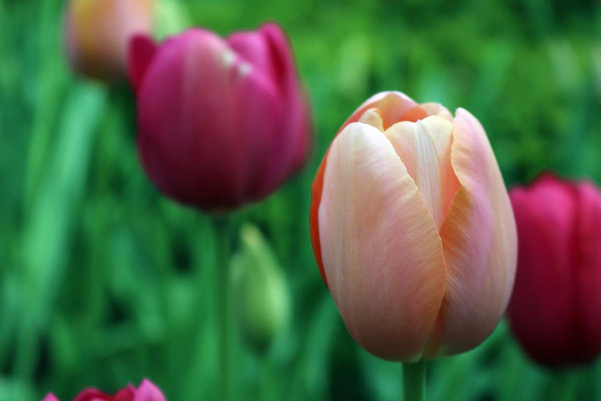 plant closeup photography of pink-and-white tulip tulip