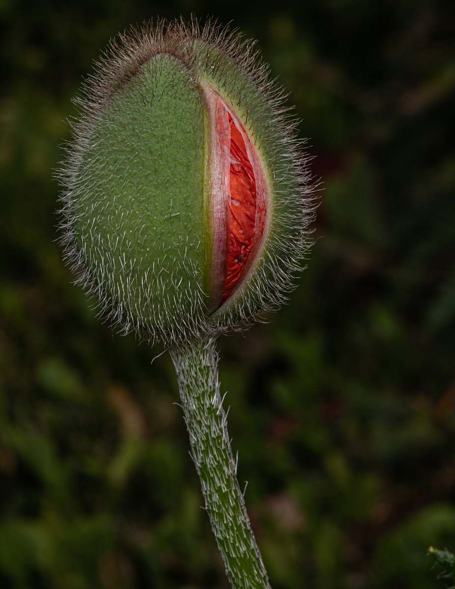 blossom closeup photography of red flower bud plant