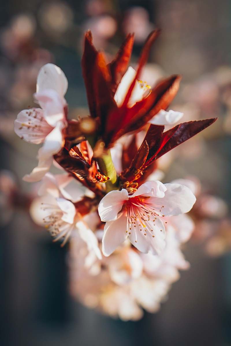 plant closeup photography of white and red petaled flower blossom