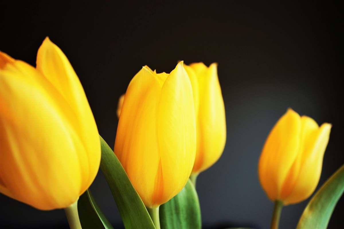 blossom four yellow tulips tulip