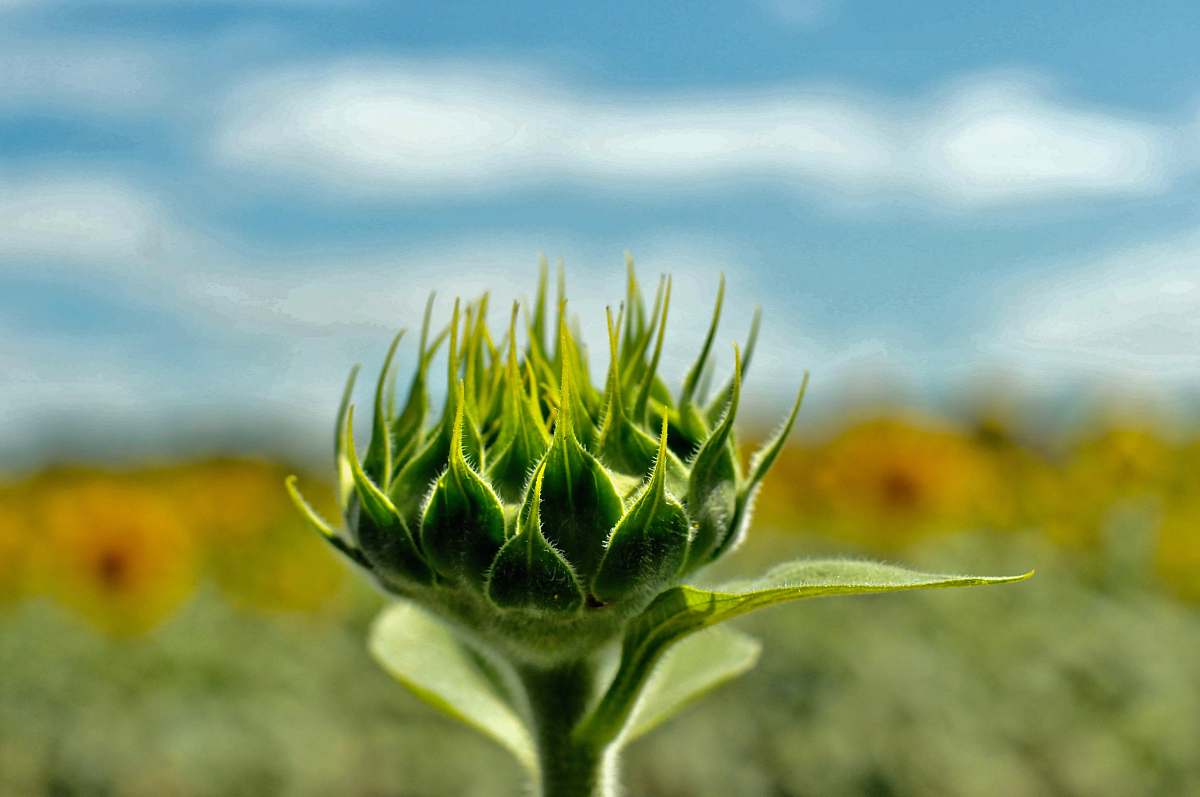 Capture the essence of nature with this stunning image of a sunflower standing tall in a vibrant field, surrounded by lush green foliage. This picturesque scene evokes feelings of joy and warmth, making it perfect for use in gardening blogs, nature-related articles, and vibrant lifestyle content. Ideal for those seeking to showcase the beauty of flora and the charm of sunny days.