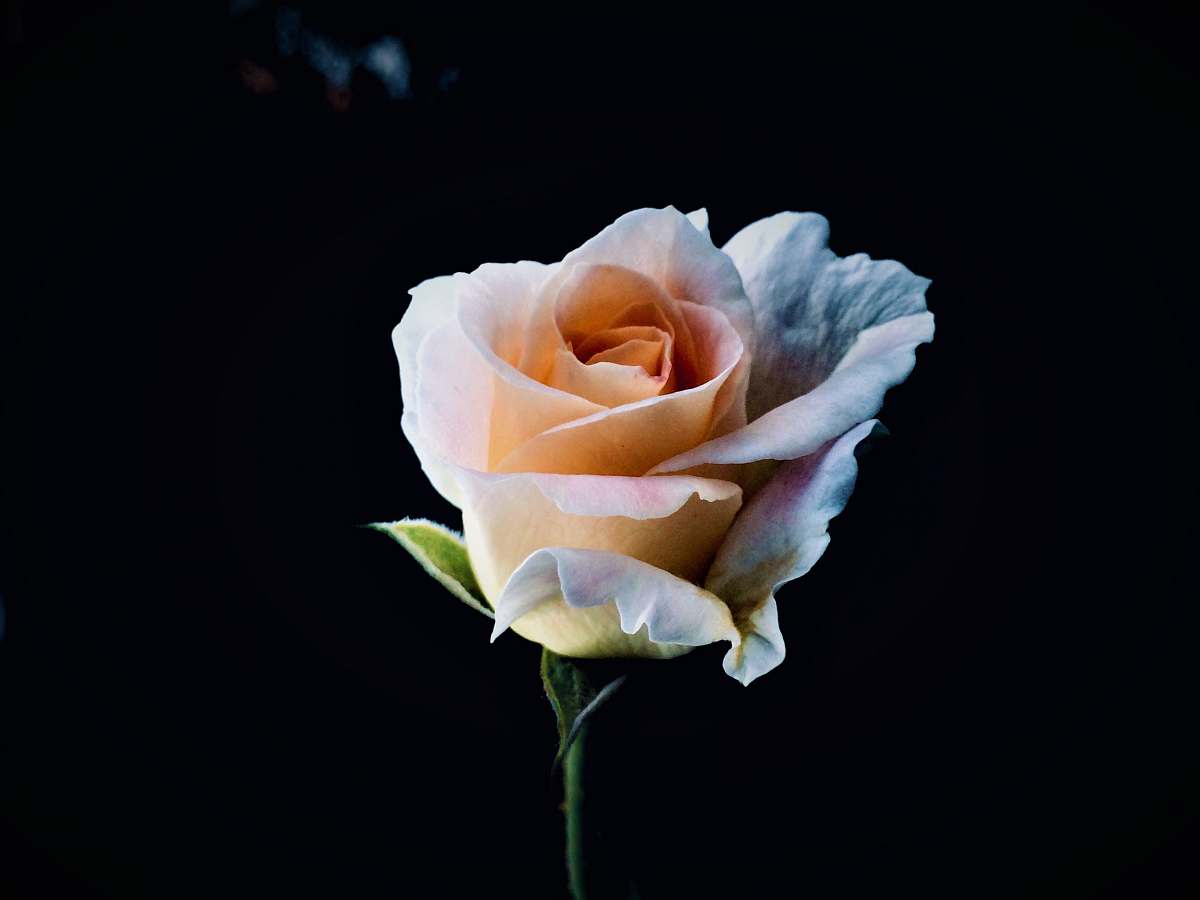 plant orange rose flower rose