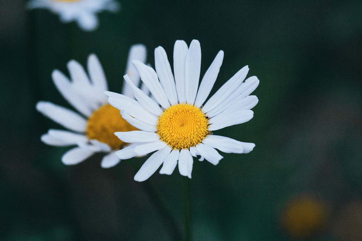 blossom ox-eyed daisy flowers daisy