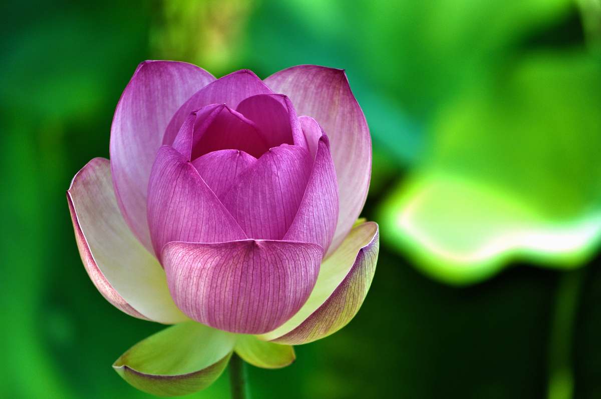green photo of pink and white petal flower pond