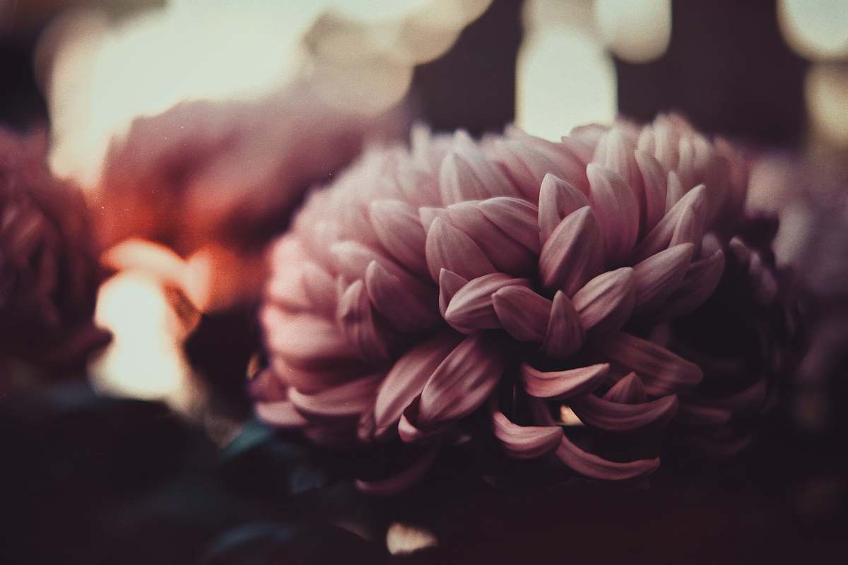 flora pink and white flower selective photography person