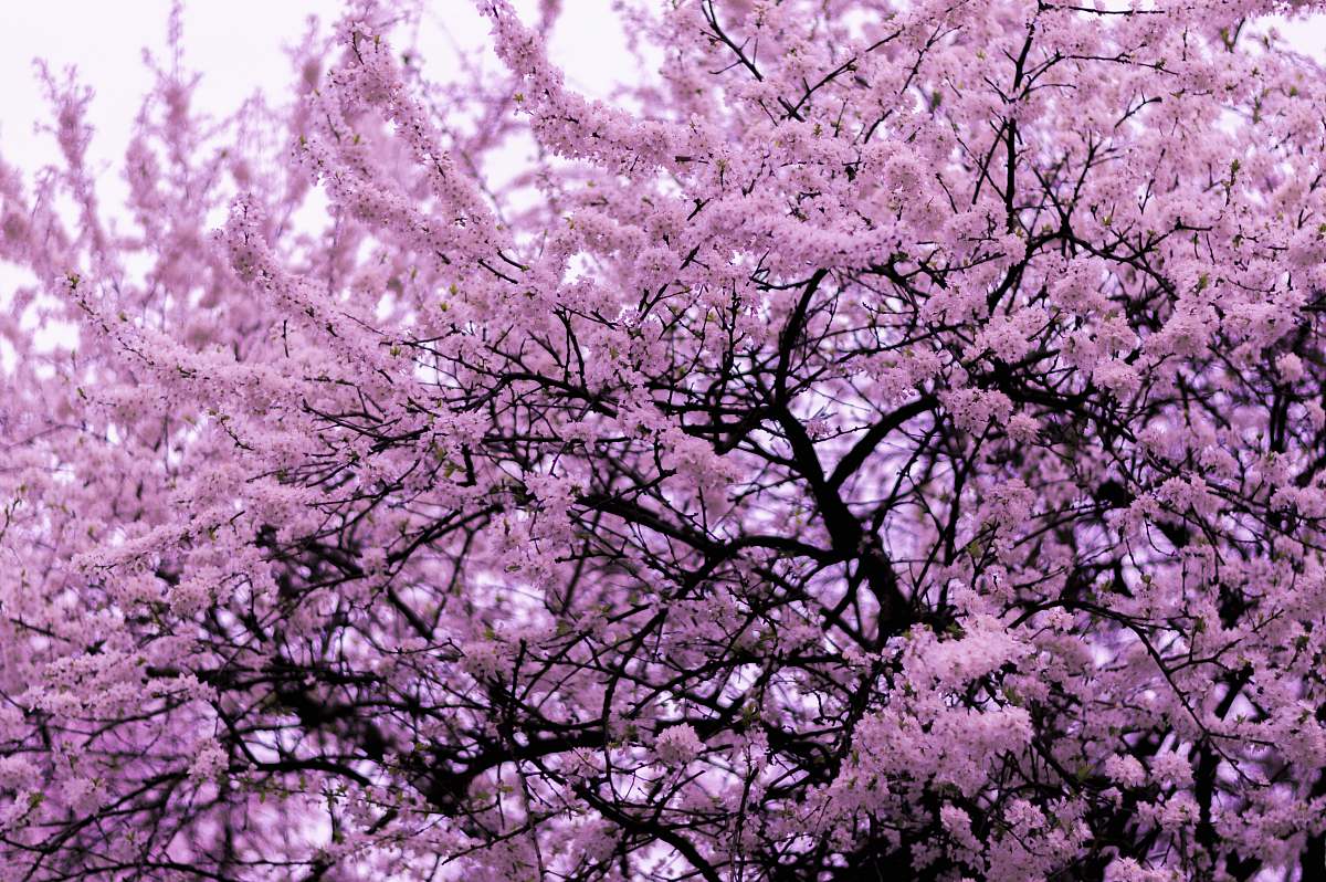 plant pink blossom tree blossom