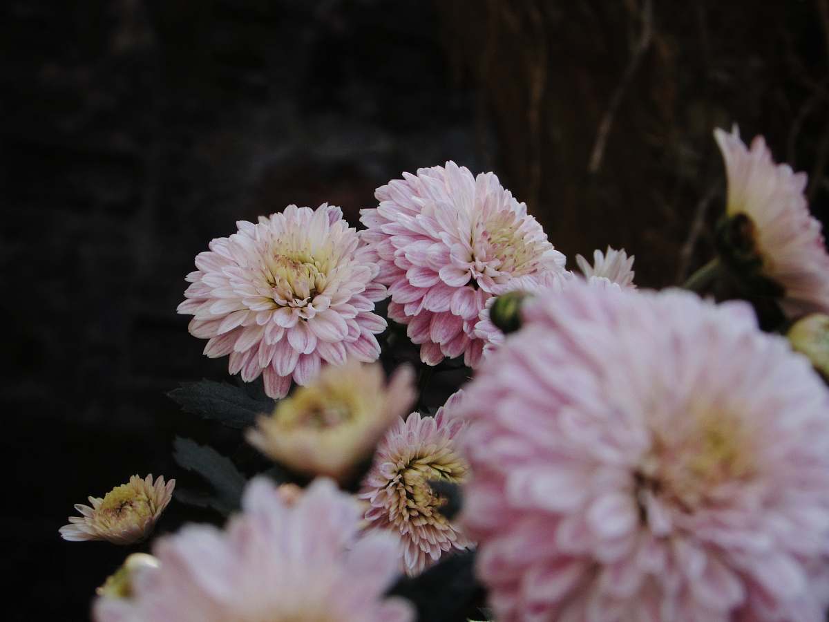 dahlia pink chrysanthemums blossom