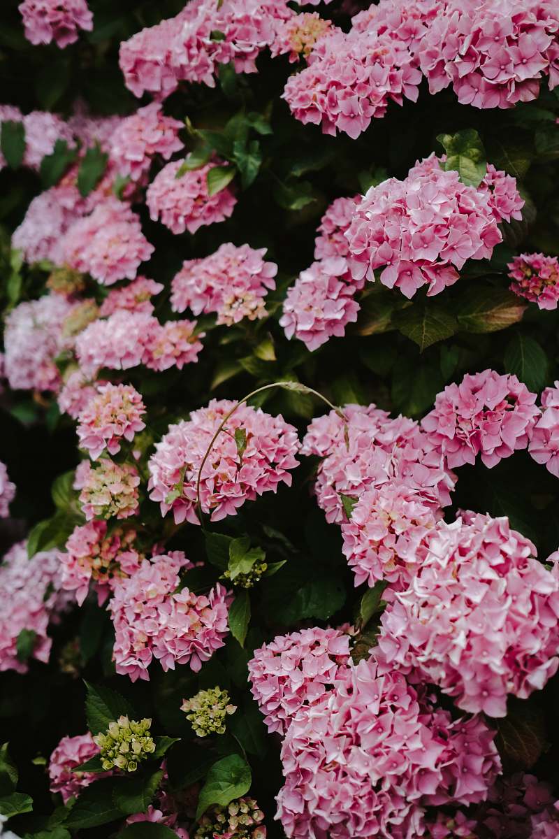 geranium pink hydrangea flowers in bloom blossom