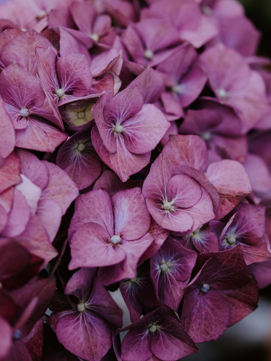 plant pink hydrangea blossom