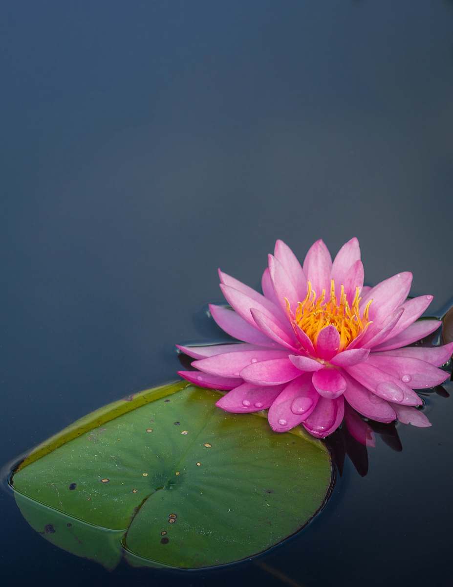 plant pink lotus flower on body of water lily